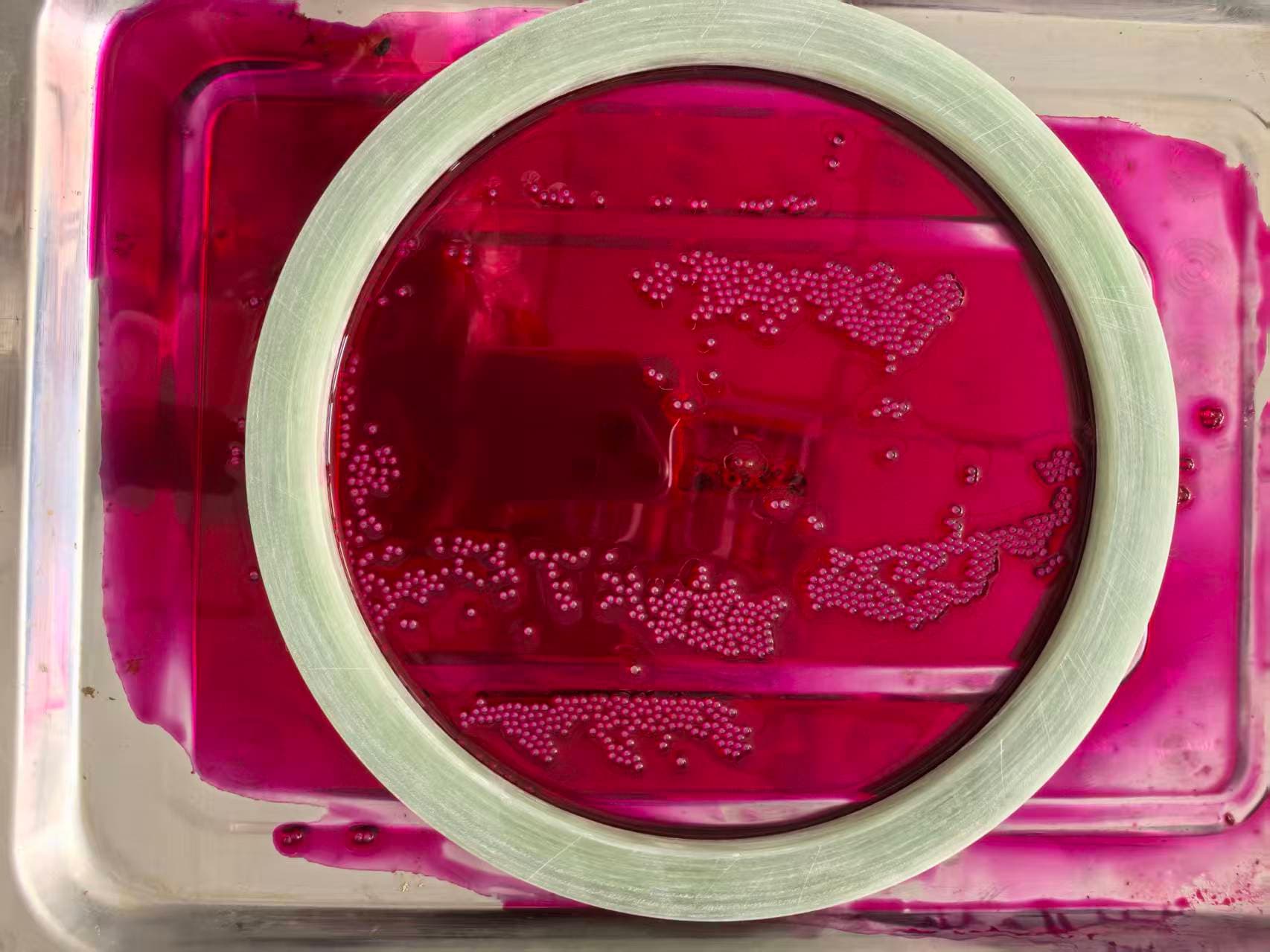 Epoxy fiberglass tube ring sample in dye liquid for quality process reference